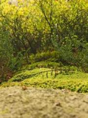 lt;lt;Know Green, Do