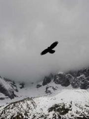 Becoming a solitary 