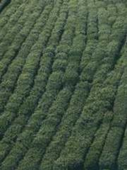 Becoming a Farm Girl