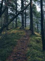 Becoming a solitary 