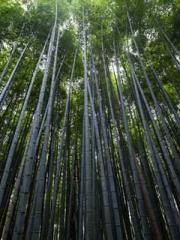 Mr. Gu, your wife is